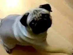 Hitler