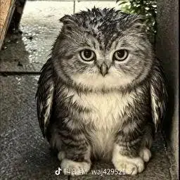 Meowl