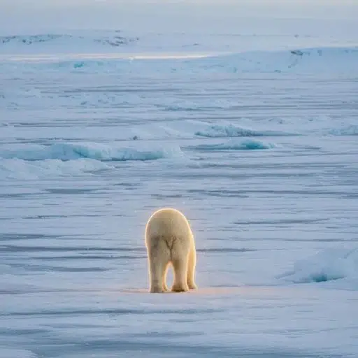 PolarBear