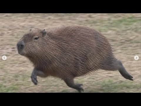 Deremiah