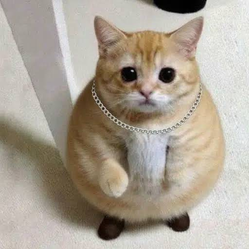 FATCAT — Fat Cat Solana token traded by KOLs