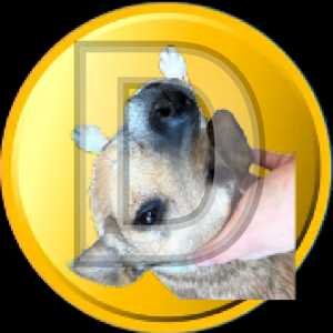 DOGE