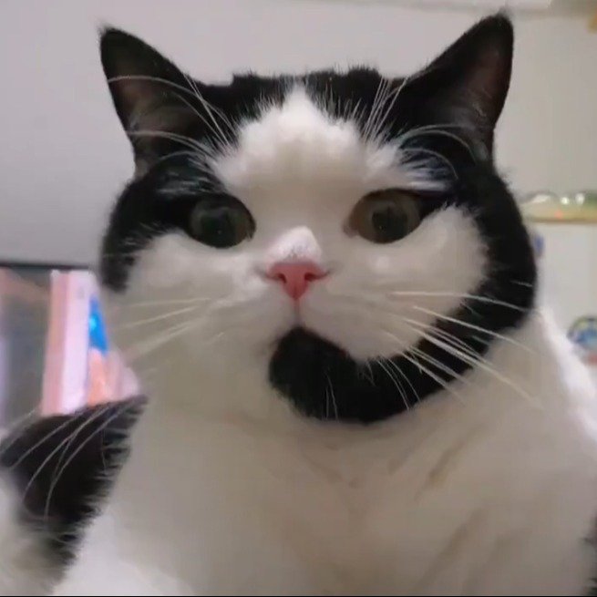 Callcat