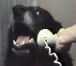 $CALLDOG token logo