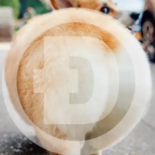 DOGE