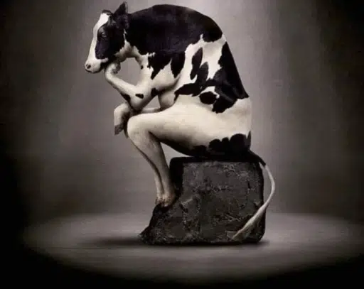 Cowcrates