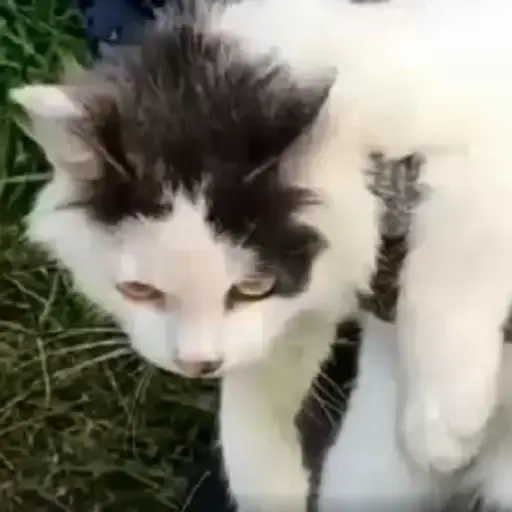 Koshka