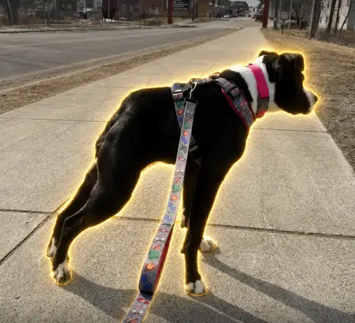 Millie