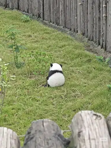 小琪琪