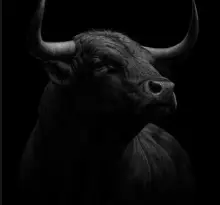BULL