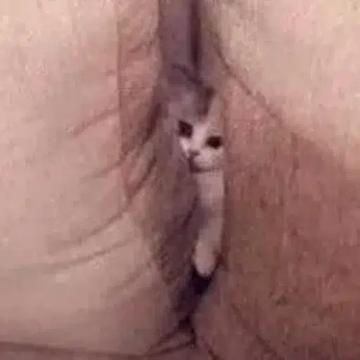 PUSSY⁠