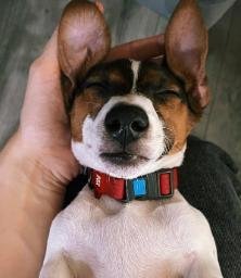 PEANUT
