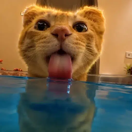 slurp