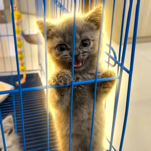 CAGE