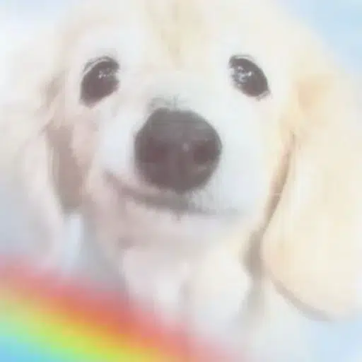 Bella — The Blissful Dog Solana token traded by KOLs