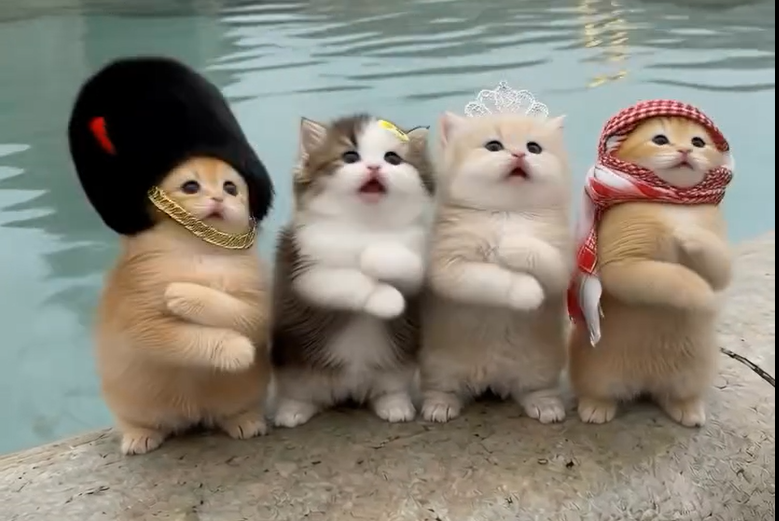 MEOW logo