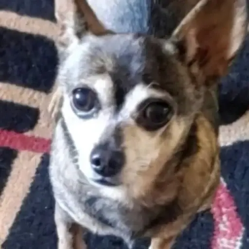 Tinkerbell