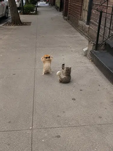 twin