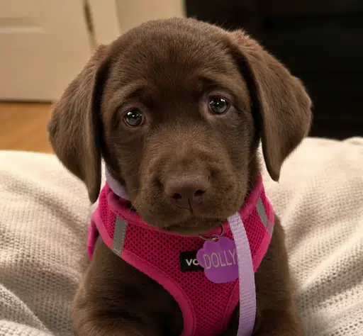 Dolly