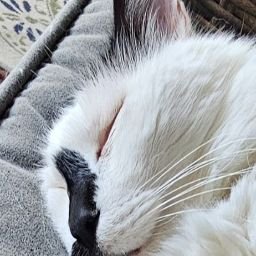 JASPER