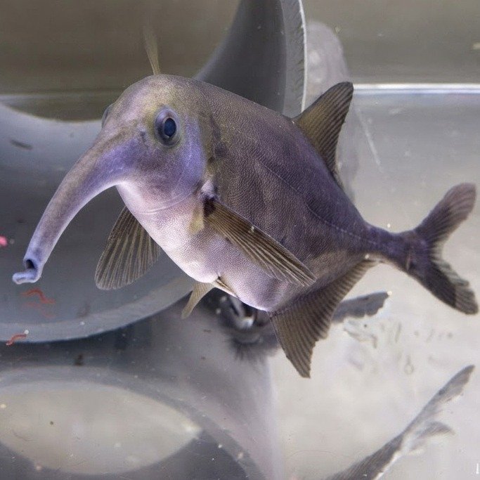 smellfish
