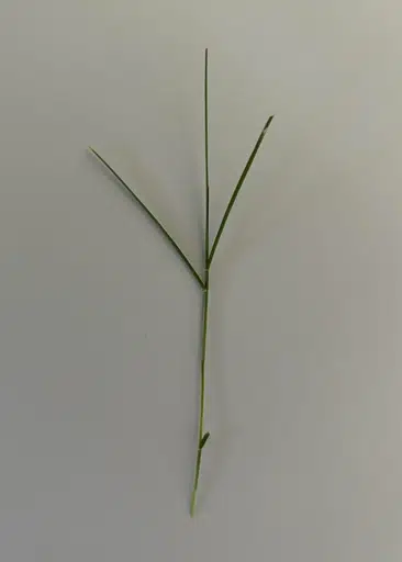 Grass