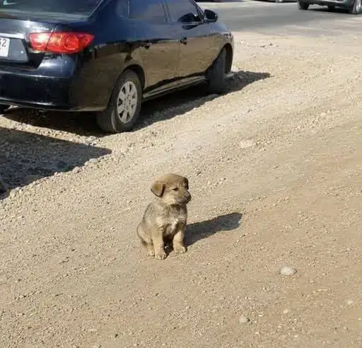 Smol