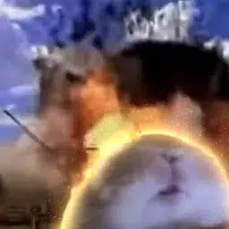 Hamster