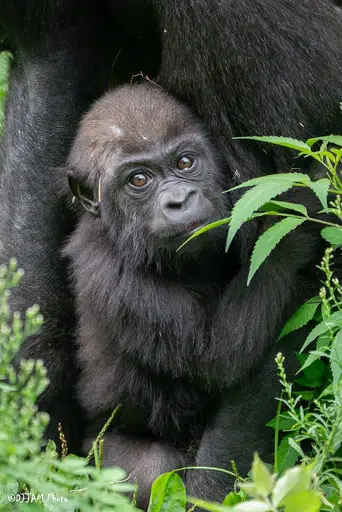 MBOKA