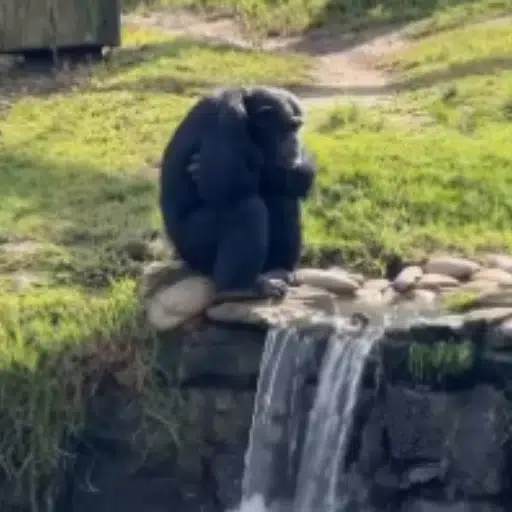 Chimpanzee