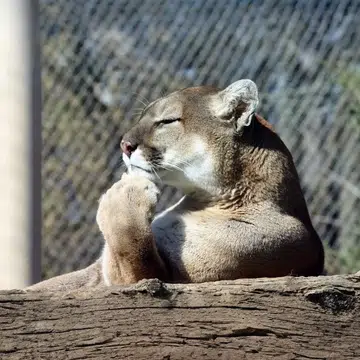 Puma