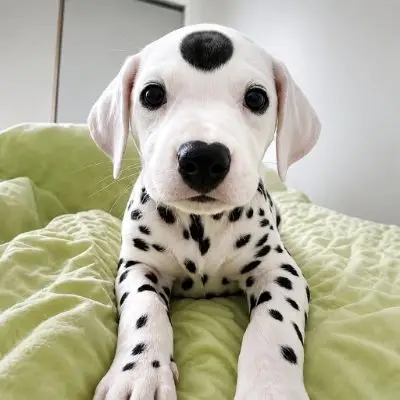 SPOT