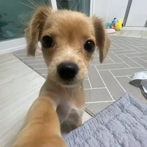 앙구