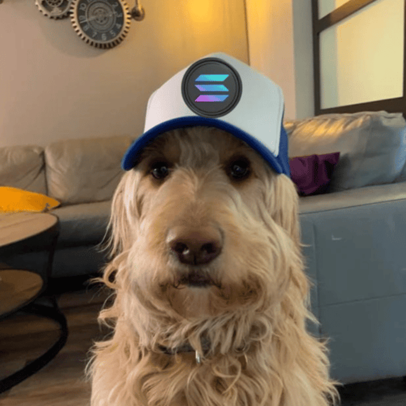 solanadog