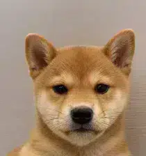 WIF