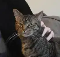 Petite