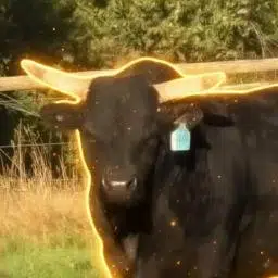 Rampage