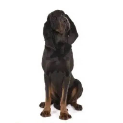 COONHOUND