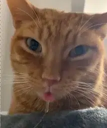 OllieBobbi