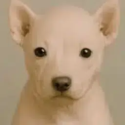 RAWDOG