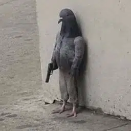 Pigeon