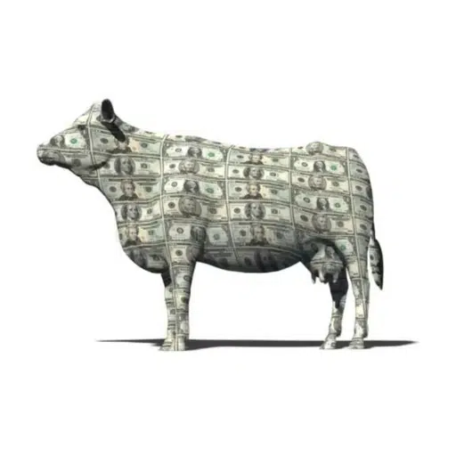 cashcow