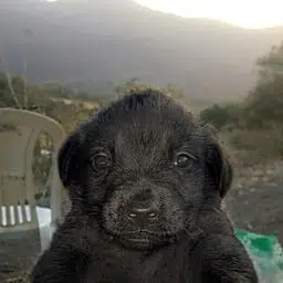 Nigchua