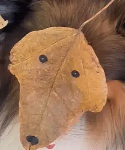 deg