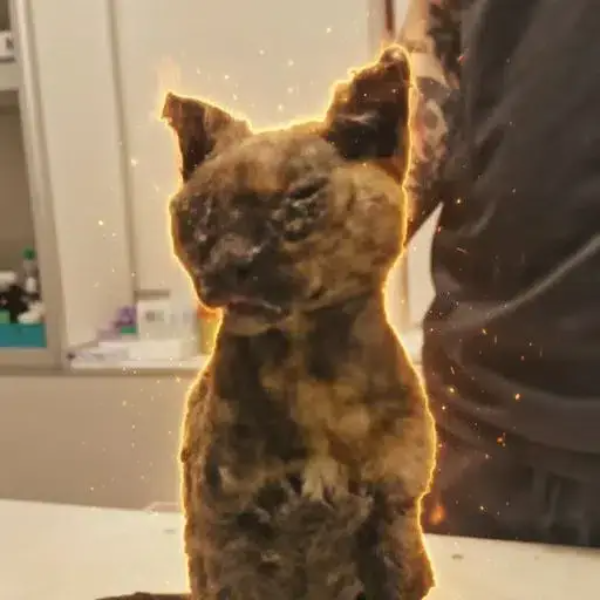 Artemida