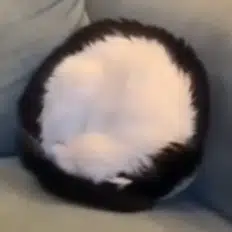 COINCAT