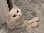 floorcat