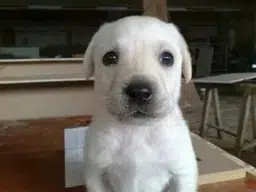 pablo
