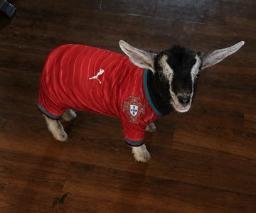 RONALDO