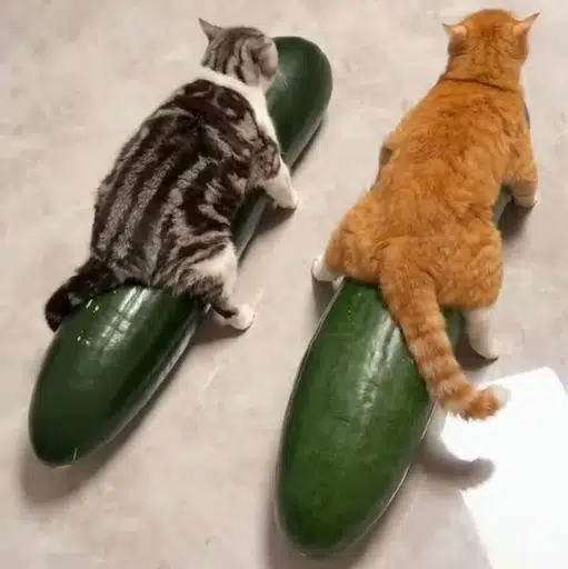 SMACKS